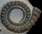 Devonian Ammonite (Anetoceras) - Morocco #64451-1